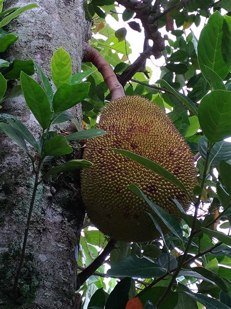 Pohon Nangka Info Terbaru