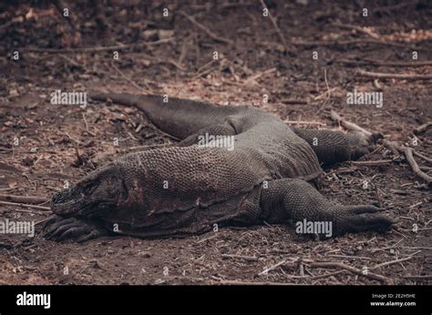 Lagarto monitor gigante fotografías e imágenes de alta resolución Alamy