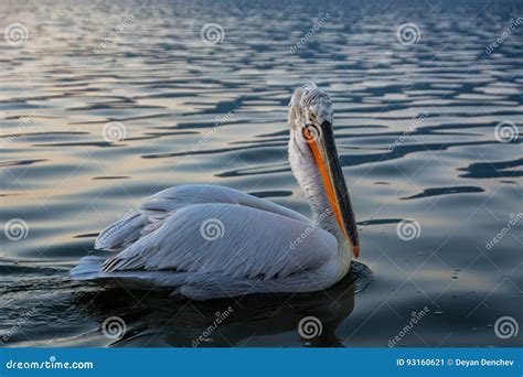 Dalmatian Pelican Pelecanus Crispus Stock Image Image Of Birdwatching