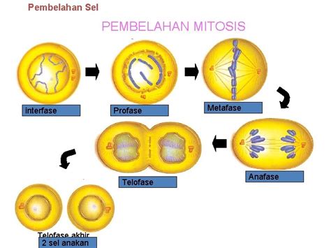 Siklus Sel Bagian Histologi Dan Biologi Sel Fkik