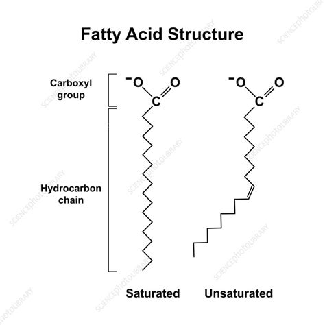 Fatty Acids Illustration Stock Image F Science Photo Library