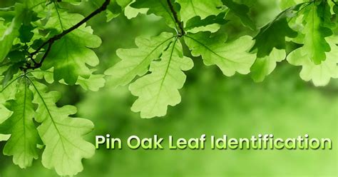 Pin Oak Leaf Identification Doesn’t Have To Be Hard. Read These 7 Tips ...