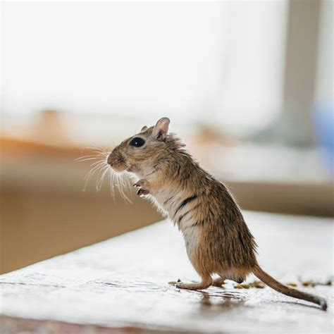 How to get of mice with this surprising hack – Artofit
