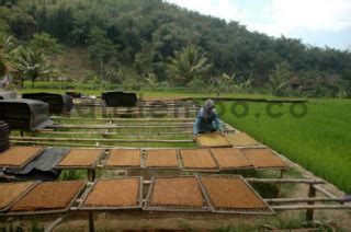 Pengolahan Daun Tembakau Di Sentra Tembakau Rancasalak Datatempo