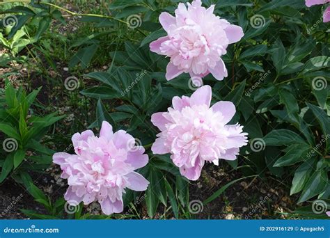 Whitish Pink Three Flowers Of Peonies Stock Image Image Of June