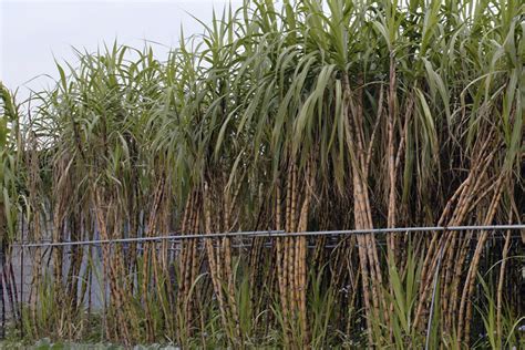 IAC lança cinco variedades de cana alta produtividade e