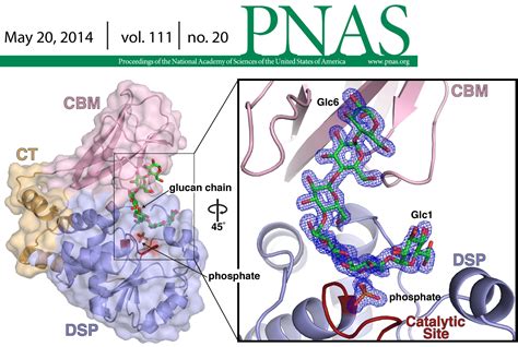 Researchers decode activity of starch modifying enzyme to provide ...