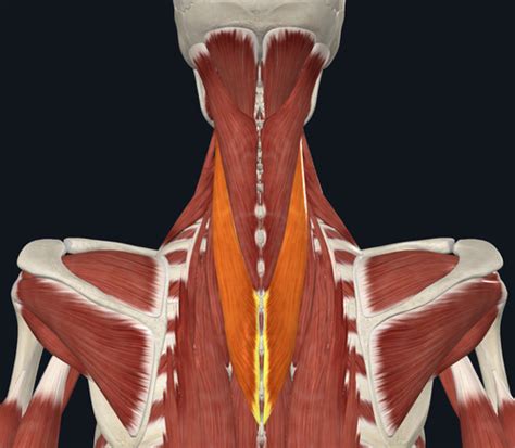 Written Trunk Back Neck Head Adominals Pelvic Floor Tmj