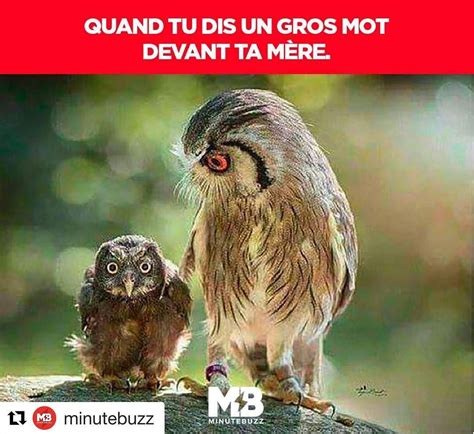 Et Que Tu Regrettes Immédiatement Animaux Drôles Les Plus Mignons