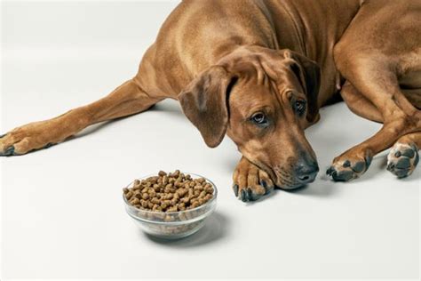 Qué Hacer si mi PERRO NO Quiere COMER Consejos