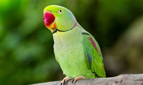 10 Best Green Parrots (Expert Guide) - imparrot