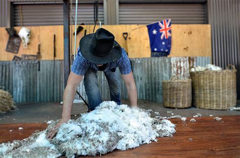 480+ Sheep Shearing Australia Stock Photos, Pictures & Royalty-Free ...