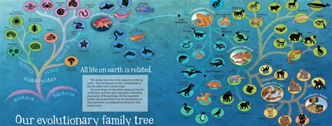 A New Book to Introduce Evolution to Preschoolers: Grandmother Fish | National Center for ...