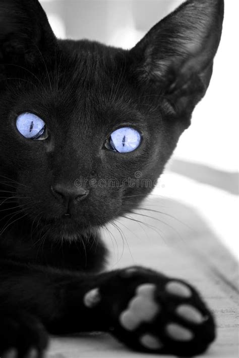 Schwarze Katze Mit Blauen Augen Stockbild Bild Von Katze Ohren