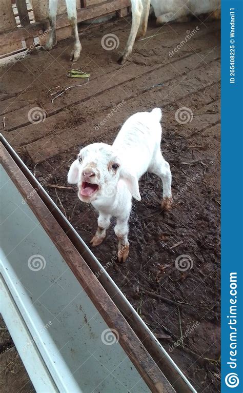 Cute baby goat stock image. Image of cute, grass, goat - 265408225