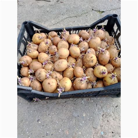 Продам посадкову картоплю, Рів'єра - Херсонська обл — Agro-Ukraine