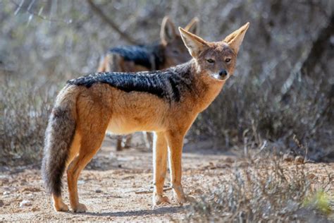 Jackal Symbolism - Spirit Animal Totems