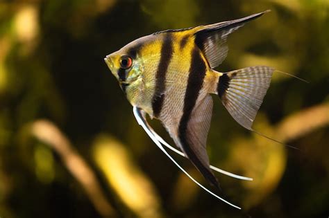 Premium Photo | Angelfish (Pterophyllum scalare) is a freshwater fish ...