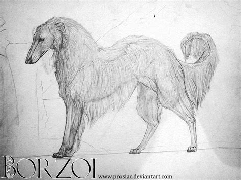 Borzoi By Prosiac On Deviantart