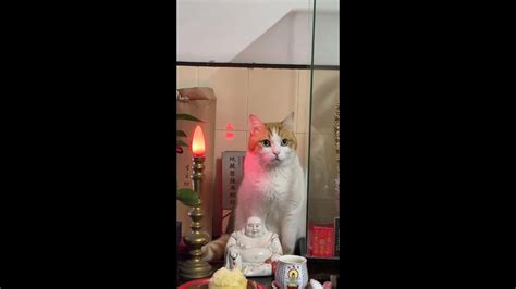 强悍的猫咪猫咪 猫咪的迷惑行为 搞笑萌宠 Youtube