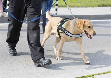 Labrador Retrievers As Guard Dogs Temperament And Training