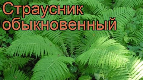 Страусник обыкновенный (matteuccia struthiopteris) 🌿 страусник обзор ...