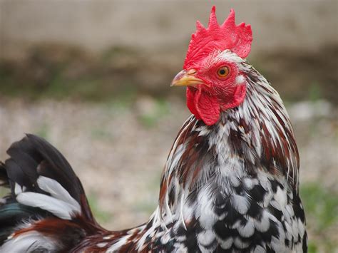 Kostenloses Foto Huhn Hahn Nahaufnahme Bauernhof Kostenloses Bild