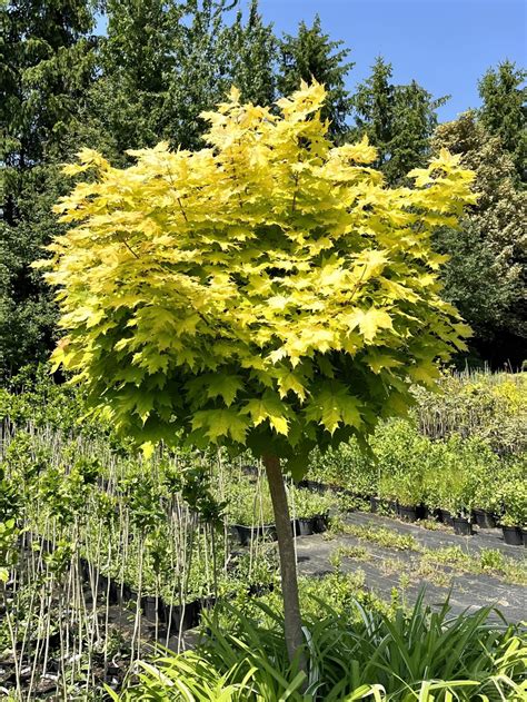 Klon pospolity - Wśród Roślin