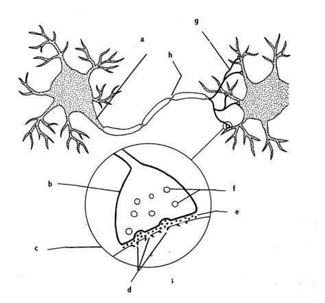 Neuron Labeling Diagram Quizlet