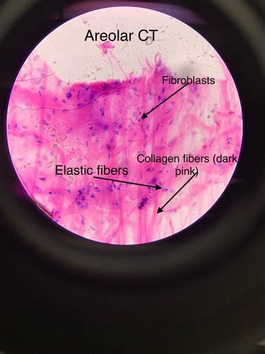 Connective Tissues Flashcards Quizlet