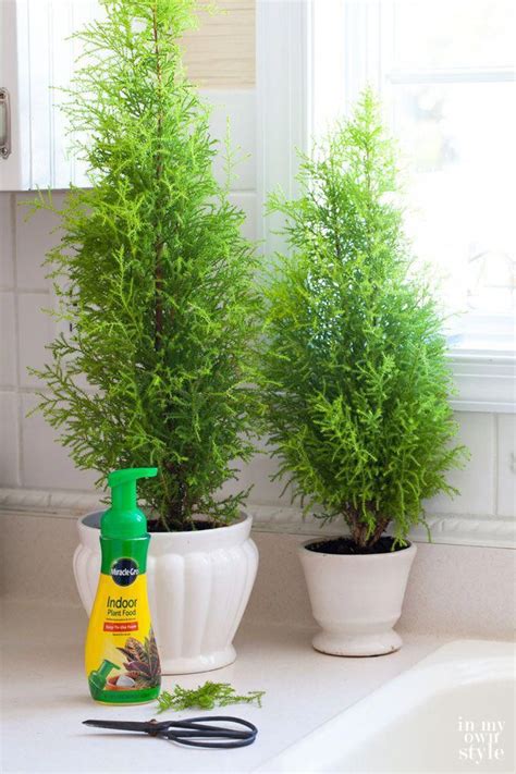 Lemon Cypress Bushes Make A Pretty Indoor Plant With Their Pyramidal