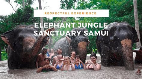 Elephant Jungle Sanctuary Experience In Koh Samui