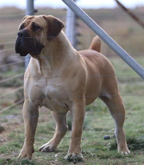 Best Breeders In The World South African Boerboel Mastiff Kennel