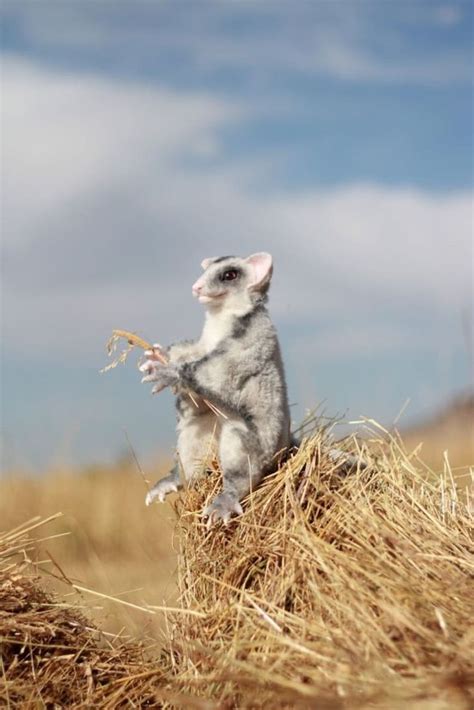 Plush Momonga Japanese Flying Squirrel Toy