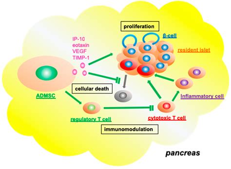 JCM Free Full Text Regenerative And Transplantation Medicine