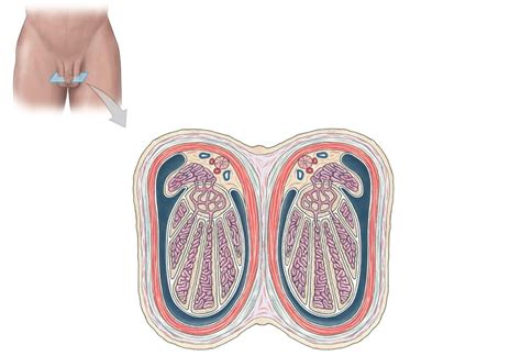 scrotum part 2 Diagram | Quizlet