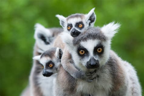 schönsten Strände auf Madagaskar müsst ihr euch angucken