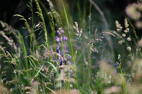 Gramíneas Flores De Grama Folhas - Foto gratuita no Pixabay - Pixabay