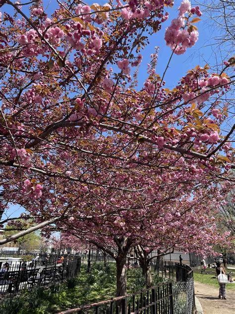 Cherry Blossoms in New York City - NYC Moments