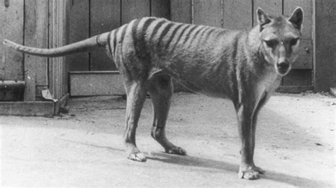 Tasmanian tiger de-extinction: Scientists plan to resurrect thylacine ...