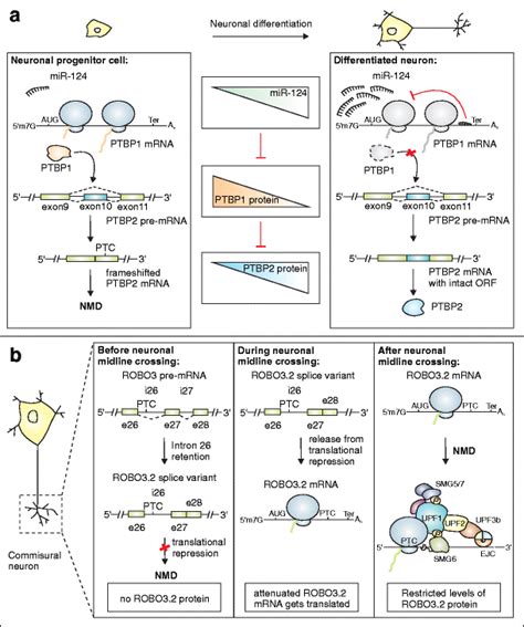 Alternative Splicing Coupled To Nmd Acting During Neuronal