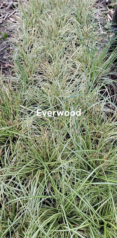 Carex Grass Everwood – The Plant Lady