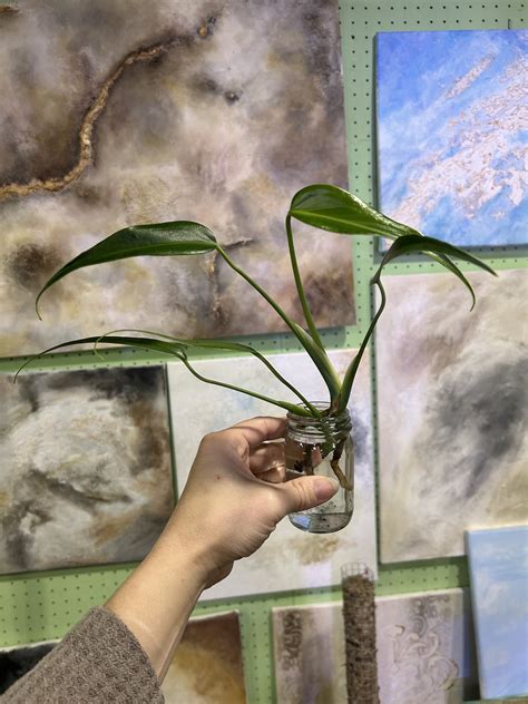 Monstera Burle Marx Flame - Etsy