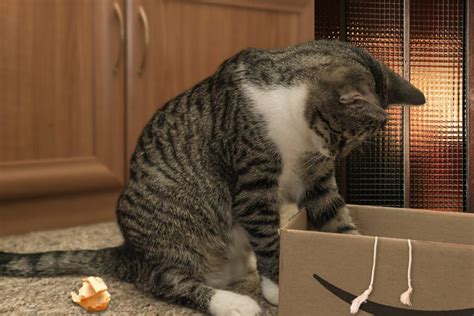 猫の行動は謎だらけパターンを理解すると見える心理が超絶カワイイ｜ねこぎふと