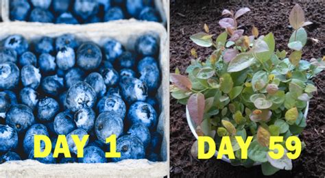 In This Video We Discuss How To Quickly Germinate And Grow Blueberries