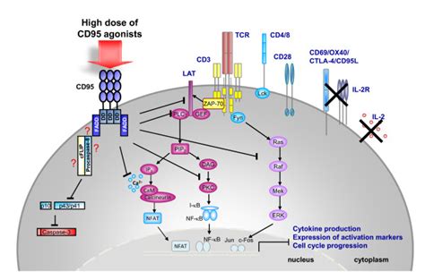 Cd95l Expressing Apc Down Modulate T Cell Responses High Density