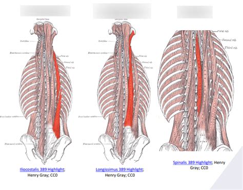 Muscles Of Vertebral Column Diagram Quizlet