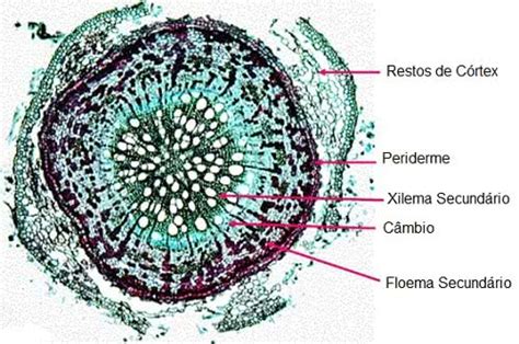 O Que E Floema - Xilema e Floema: O que é, diferenças - Toda Matéria