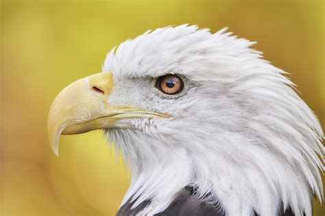 North American Bald Eagle In Profile Photograph By Jim Hughes