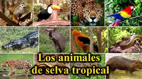 Aprende Animales De Selva Tropical Acompañados Con Las Imágenes Youtube